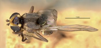 Media type: image;   Entomology 13355 Aspect: habitus dorsal view